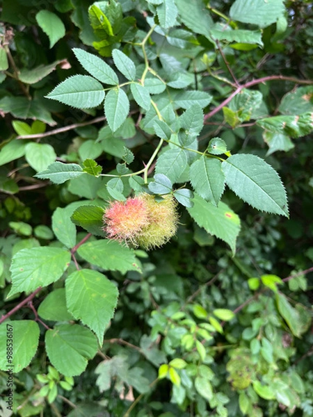 Obraz Pink stingy fruit in the forest