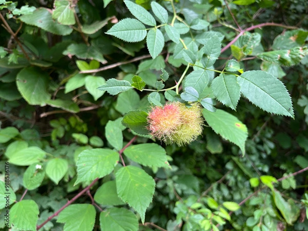 Obraz Pink stingy fruit in the forest