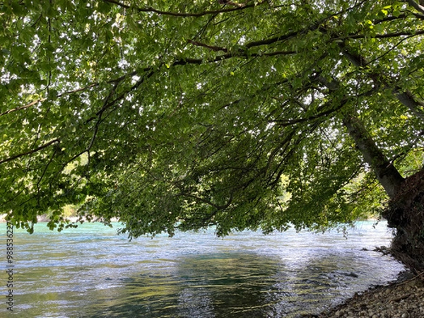Obraz Large tree hanging over the waters of river Aare