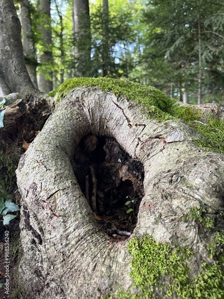 Obraz Tree hole in close uö
