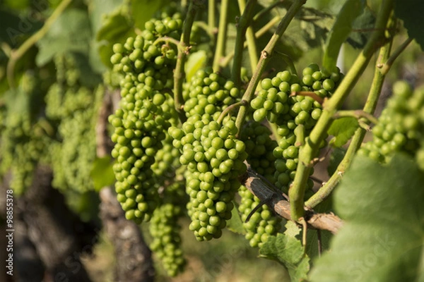 Fototapeta Grapes at a Vineyard in Switzerland
