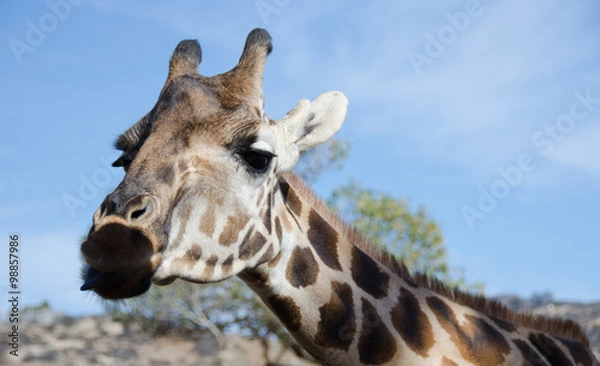 Fototapeta Portrait of a curious giraffe wondering around caravan in a safa