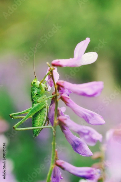 Fototapeta Кузнечик на цветке