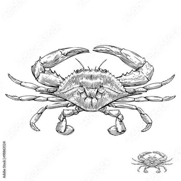 Obraz Blue Crab - ilustracja