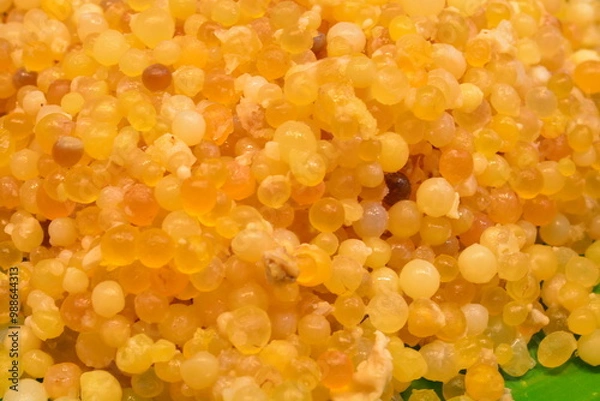 Fototapeta Giant catfish eggs