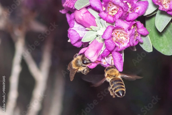Fototapeta Two bees on a flower. Macro photography.
