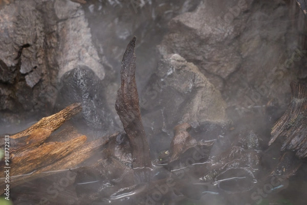 Fototapeta 霧に包まれる神秘的なテラリウム