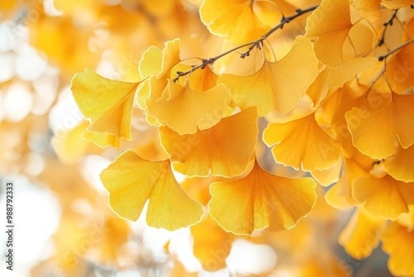 Fototapeta Golden Ginkgo leaves on a branch, illuminated by the sun, with a blurred background.