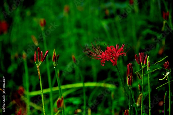 Fototapeta 曼珠沙華