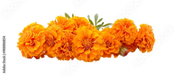 Fototapeta A bunch of orange marigold flowers are arranged in a row isolated on transparent background. Day of the dead, Dia de los muertos design