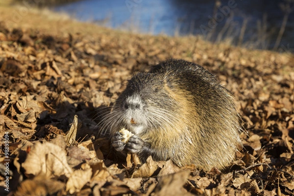 Obraz Nutria riverside