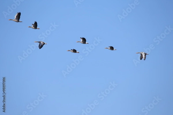Fototapeta Gęsi w locie
