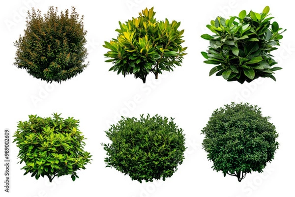Fototapeta Collection of six different green shrubs with varying textures and shapes, isolated on a white background. Perfect for landscaping projects.