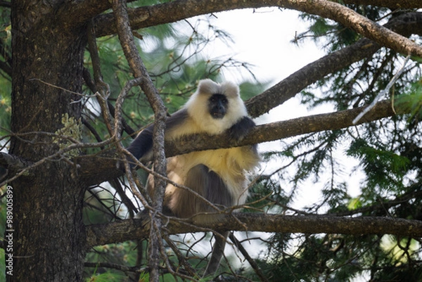 Obraz Himalayan Gray Langur in Forest