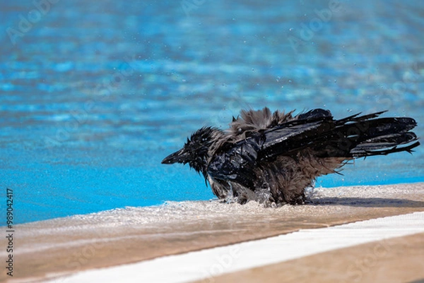 Fototapeta Raven enjoying a refreshment by the pool.