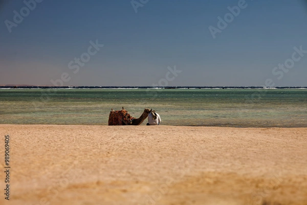 Fototapeta On the beach in Sharm el Sheikh 