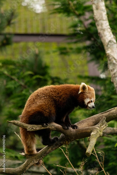 Obraz red panda