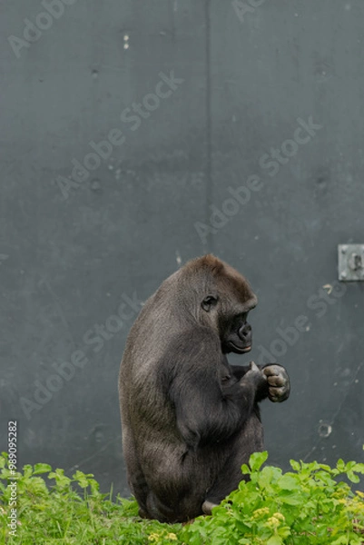 Obraz Thinking primate