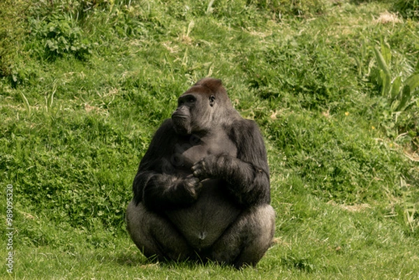 Obraz Thinking primate