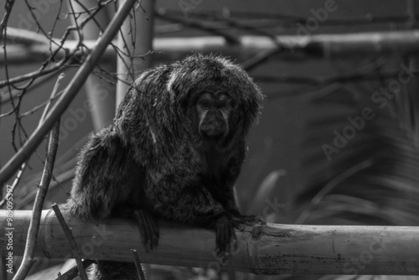 Obraz black and white tiny monkey