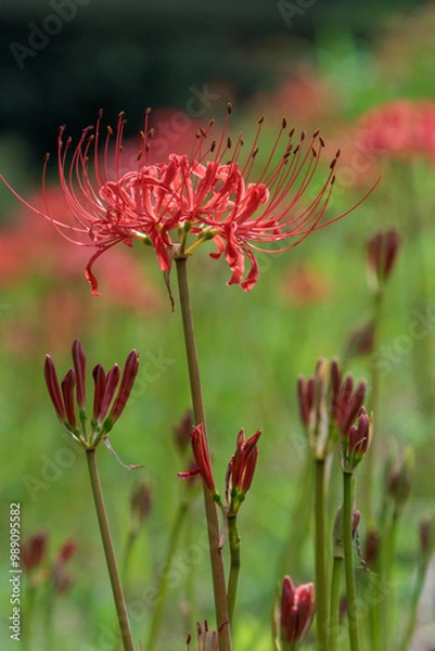 Fototapeta 秋の野原に咲く彼岸花