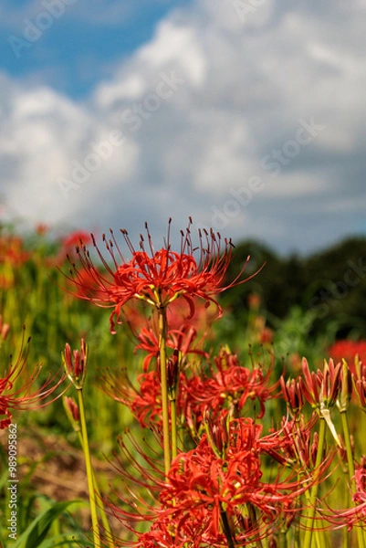 Fototapeta 秋の野原に咲く彼岸花