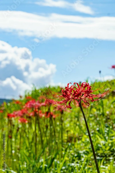 Fototapeta 秋の野原に咲く彼岸花