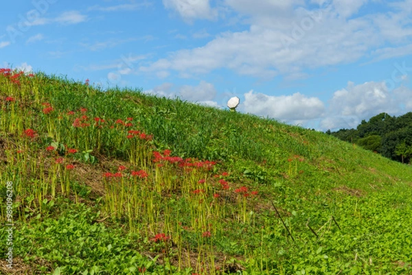Obraz 曼珠沙華の咲く土手を歩く人