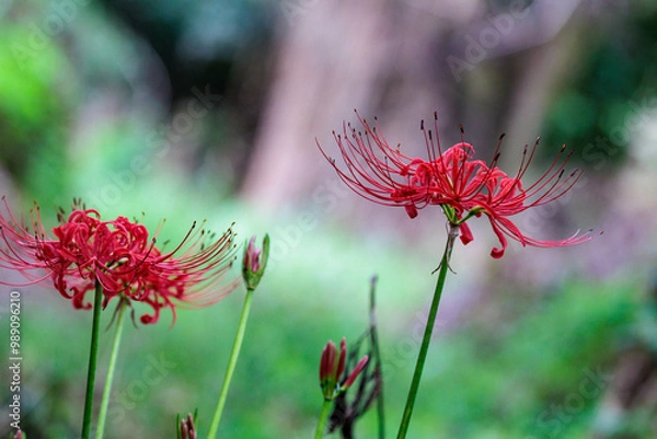 Fototapeta 秋の野原に咲く彼岸花