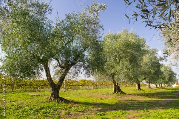 Obraz uliveto in Italia