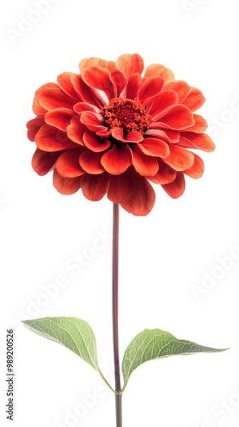 Fototapeta Vibrant red flower with green leaves on a white isolated background. transparent background