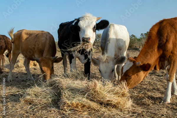 Fototapeta Photo of colorful cows eating hay on field