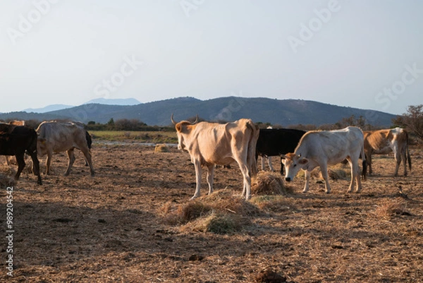 Fototapeta White cows eating haystack at field