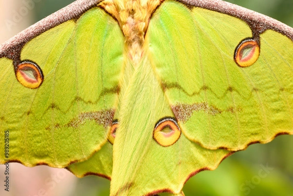 Fototapeta Close up of Comet moth, large nocturnal butterfly
