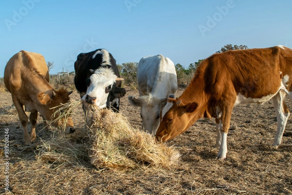 Fototapeta Photo of colorful cows eating hay on field