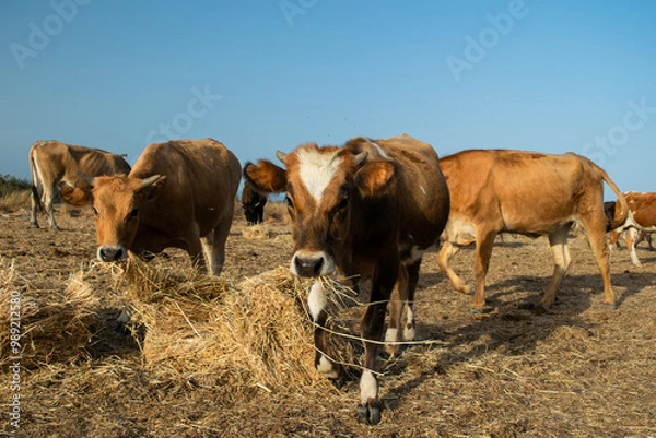 Fototapeta Brown cow with white mark on head looks at camera while eating hay