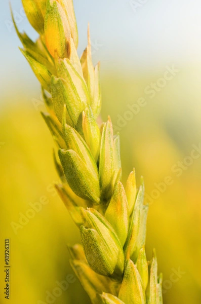Obraz Close up of wheat stem