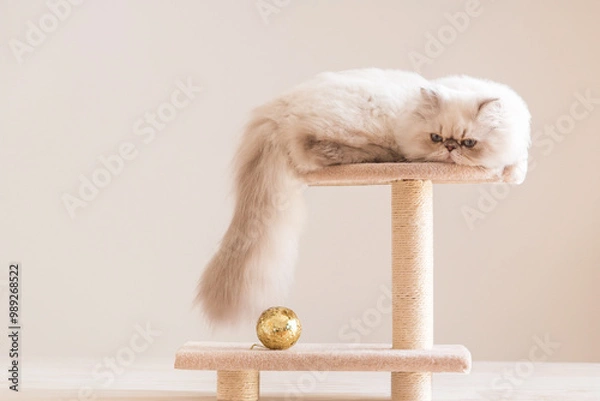 Obraz A Playful Cat Enjoying Itself in a Cozy and Inviting Setting with a Gleaming Golden Ball