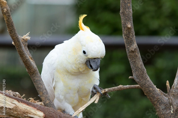 Fototapeta Sulphur-crested cockatoo (Cacatua galerita). Large white cockatoo native to 