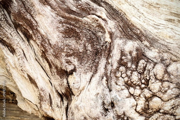 Fototapeta Bark Tree wood texture