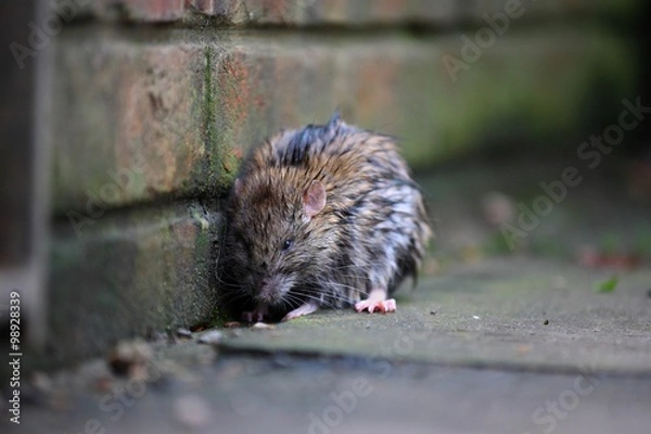 Fototapeta A wet rat on the ground after a rainy night
