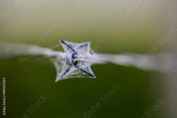 Obraz Spider web on barbed wire. 8758