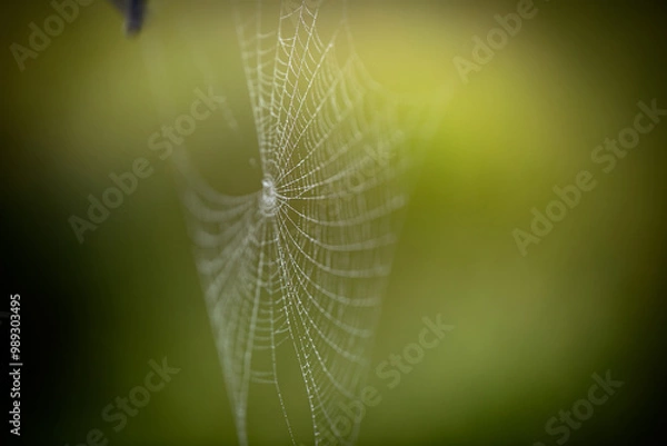 Obraz Spider web with dew drops. 8845