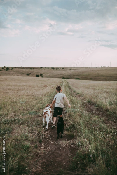 Obraz A boy with blond hair moves through a meadow with two dogs of the Epagnol Breton breed, white-red in color and a black Schipper on a background of grass and hills at sunset. Rear view. 