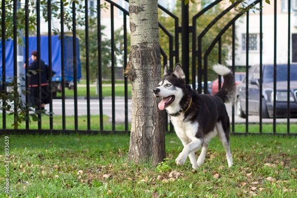 Obraz Walking wolfhound in the park.