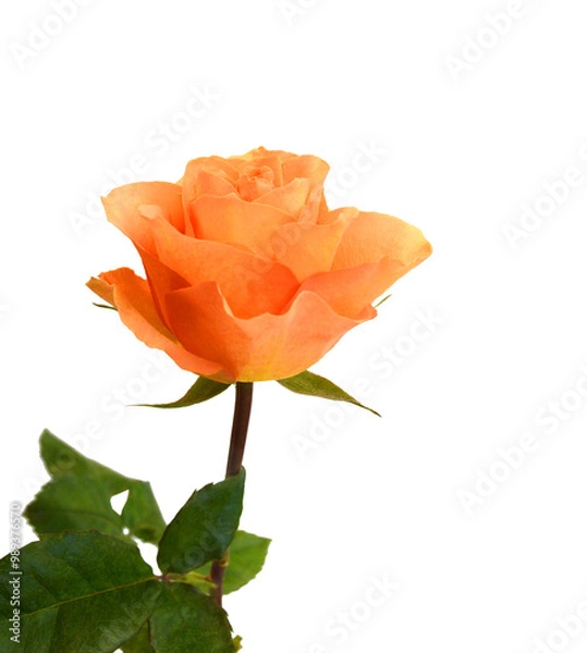 Fototapeta Orange rose isolated on white background