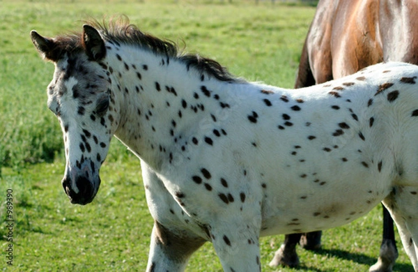 Obraz spotted colt 4