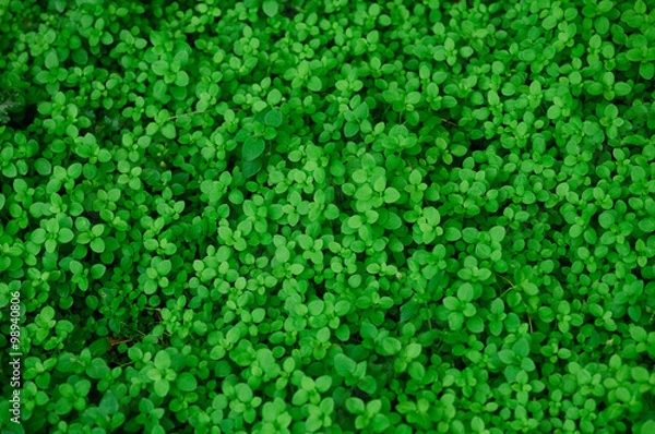 Fototapeta unzählige, frische, grüne Blätter