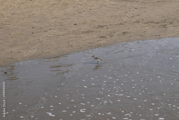 Fototapeta Морской кулик