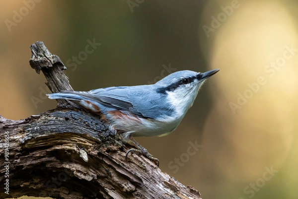 Fototapeta bird crawling tree climber on a snag in a sunny forest